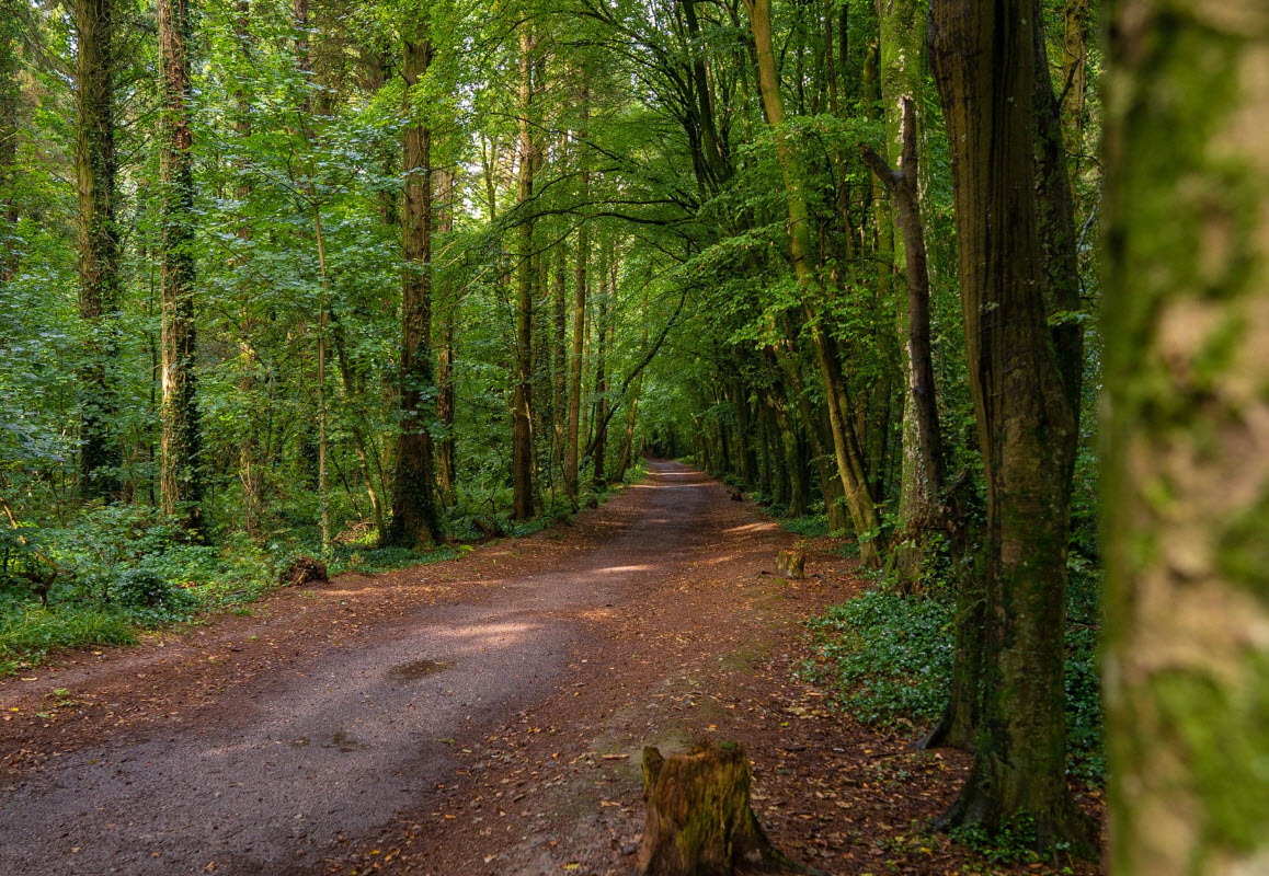 Rostellan Woods Forest Recreational Area, Ireland